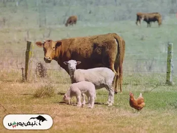 قیمت دام زنده امروز ۴ بهمن ۱۴۰۴