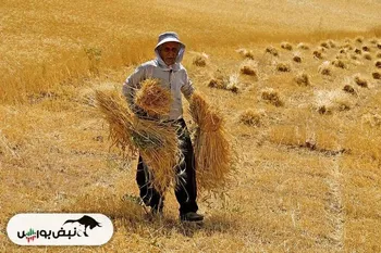 دولت خیال گندمکاران را راحت نکرد/ قیمت ۲۵ هزار تومان برای خرید تضمینی گندم منتفی است؟
