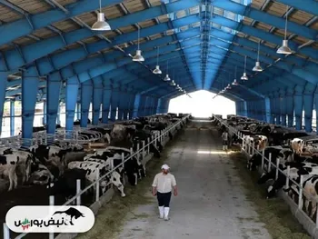 قیمت دام زنده امروز ۵ بهمن ۱۴۰۴