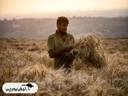 نرخ خرید تضمین گندم خبر از گرانی مجدد نان میدهد