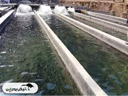 بیش از ۸۰۰ میلیون دلار سود در صنعت میگو