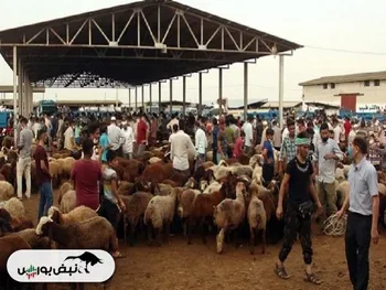 قیمت روز دام زنده در کشور 1403/03/16