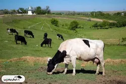 چرا تب برفکی افشا نمی‌شود؟ | سکوت مرموز نمادهای بورسی ادامه دارد!