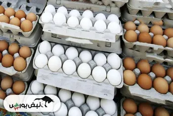 قیمت تخم‌مرغ پایین آمد
