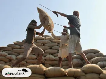 روی خوش هند به خریداران جهانی برنج