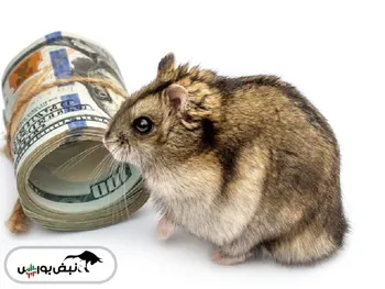 همستری که از معاملات ارز دیجیتال سود کرد!