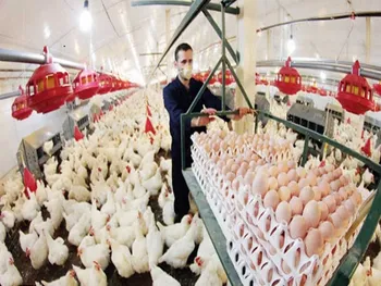 سپید افشای اطلاعات زد