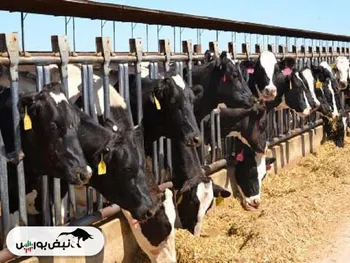 بازگشایی این نماد حداکثر تا ساعت ۱۰:۱۵