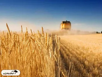 دلار گندم ۲۸ هزار و ۵۰۰ تومانی می‌ماند