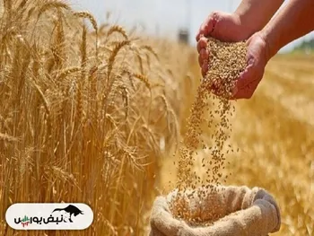 درخواست افزایش قیمت گندم به ۴۰ هزار تومان