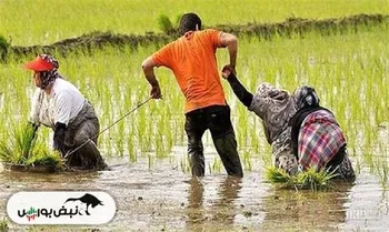 روزانه ۵۰۰۰ تن برنج توسط تجار و بازرگانان خریداری می‌شود