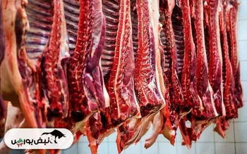 قیمت دام زنده منطقی می‌شود؟ / تعادل در بازار گوشت