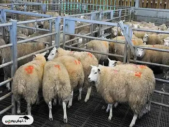 قیمت دام زنده امروز دوشنبه ۶ مرداد ۱۴۰۴ اعلام شد