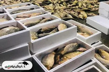 افزایش ۱۱۳ درصدی واردات محصولات شیلات