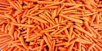 هویج ارزان شد +قیمت جدید