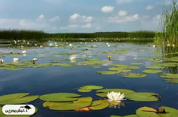 خشک شدن کامل سراب نیلوفر کرمانشاه | نگین آبی غرب کشور به خاطره‌ها پیوست