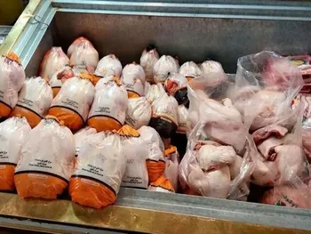 بازار مرغ تکان خورد