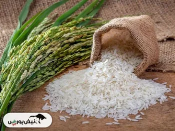 عرضه برنج با نرخ مصوب برای ایجاد ثبات در بازار
