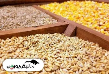 ذرت کمیاب شد!