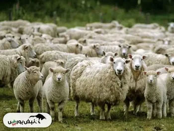 قیمت دام زنده امروز ۲۳ بهمن ۱۴۰۴