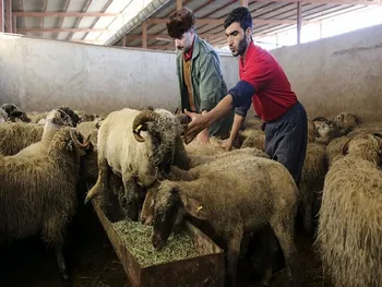 قیمت دام زنده امروز ۹ اسفند ۱۴۰۴