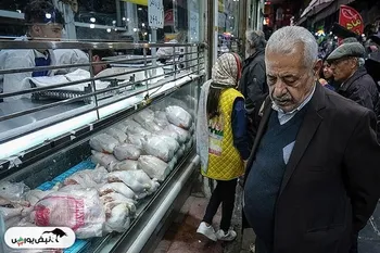 فروش مرغ ارزان آغاز شد