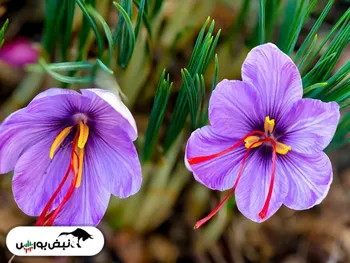 چگونه در بورس زعفران بخریم؟ + فیلم