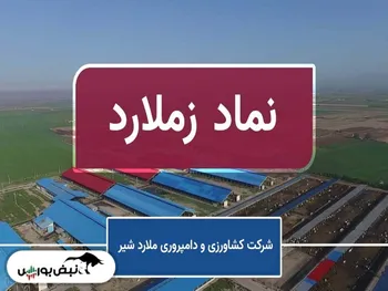 تحلیل زملارد امروز ۳ مرداد ۱۴۰۱ | اصلاح بیشتر در راه است؟