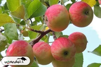 عوارض صادراتی سیب لغو شد