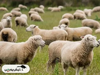 قیمت دام زنده امروز ۳۰ بهمن ۱۴۰۴