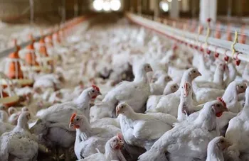استفاده از تریاک در صنعت مرغداری تکذیب شد