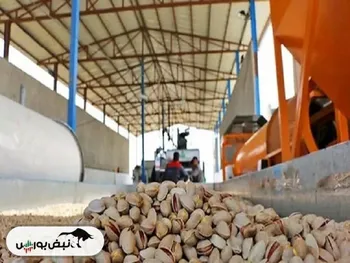 صادرات پسته آمریکایی با برچسب ایرانی