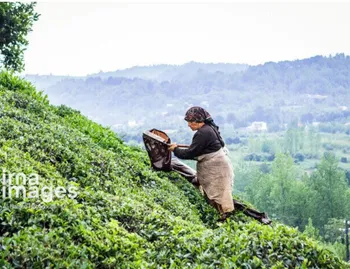 قیمت چای ارزان می شود؟