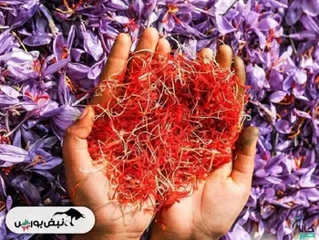 معامله ۱۱۲ کیلوگرم زعفران نگین در بازار آتی بورس کالا