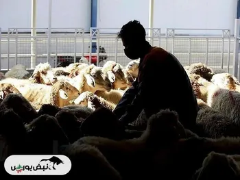 قیمت دام زنده امروز ۲۸ بهمن ۱۴۰۴