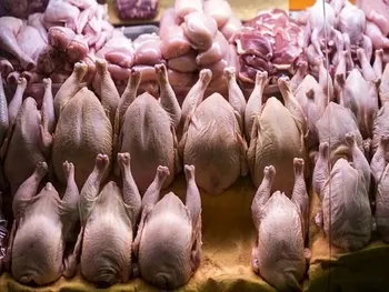 قیمت مرغ امروز شنبه ۱۲ اردیبهشت ۱۴۰۵
