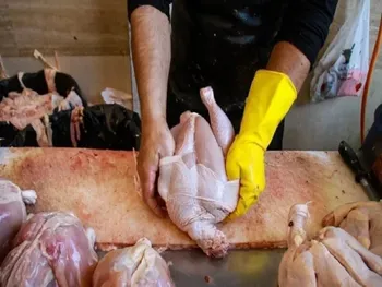 قیمت مرغ امروز دوشنبه ۱۲ مرداد ۱۴۰۵