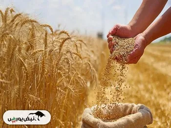 گندمکاران هفته آینده منتظر تعیین نهایی قیمت گندم باشند