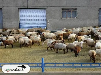 قیمت دام زنده امروز ۷ بهمن ۱۴۰۴