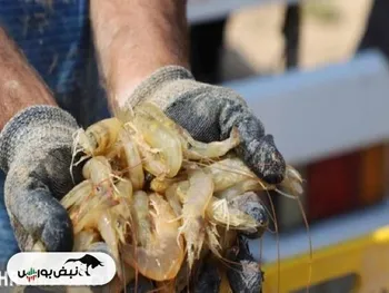 استان بوشهر قطب تولید میگو شد