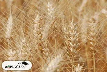 برداشت گندم امروز رسماً آغاز شد