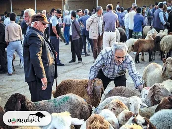 قیمت دام زنده امروز ۱۵ بهمن ۱۴۰۴