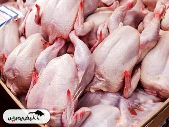 چرا قیمت مرغ گران نشد ؟