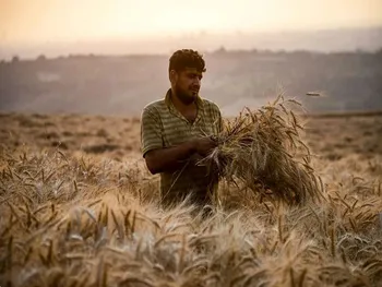 امنیت غذایی با تولید ۱۲ میلیون تن گندم