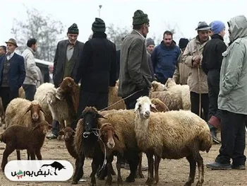 اعلام قیمت دام زنده