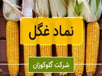 تحلیل تکنیکال و بنیادی غگل | سودای قیمت ۵۰۰ تومانی!