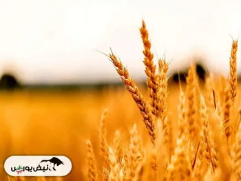 قیمت گندم اعلام شد