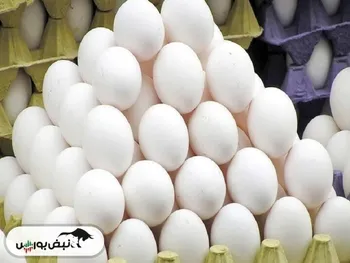 تخم‌مرغ را از این قیمت بالاتر نخرید