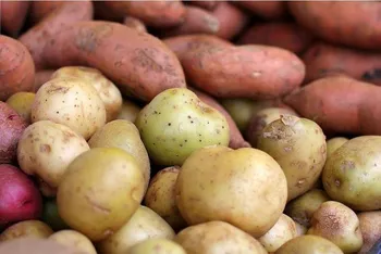 صادرات این کالا مجاز شد