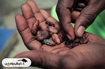 کام شکلات‌سازان جهان تلخ شد